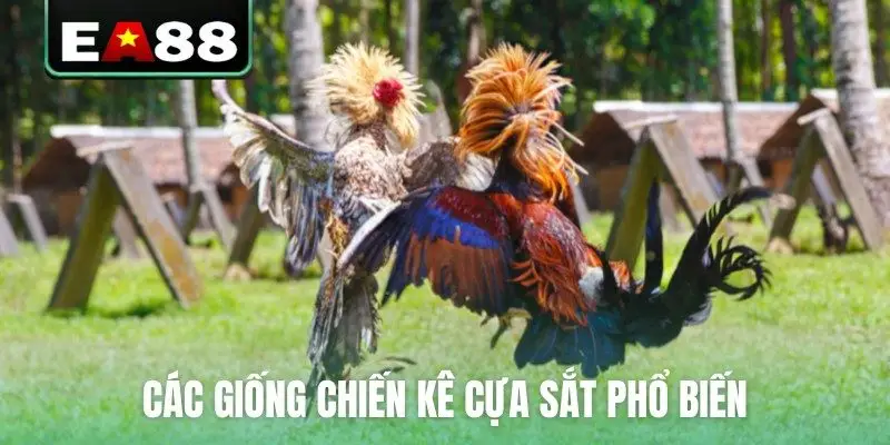 Các giống chiến kê cựa sắt phổ biến