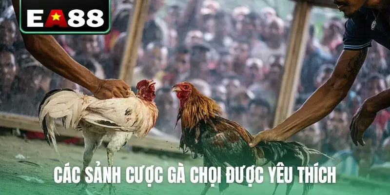 Các sảnh cược gà chọi được yêu thích