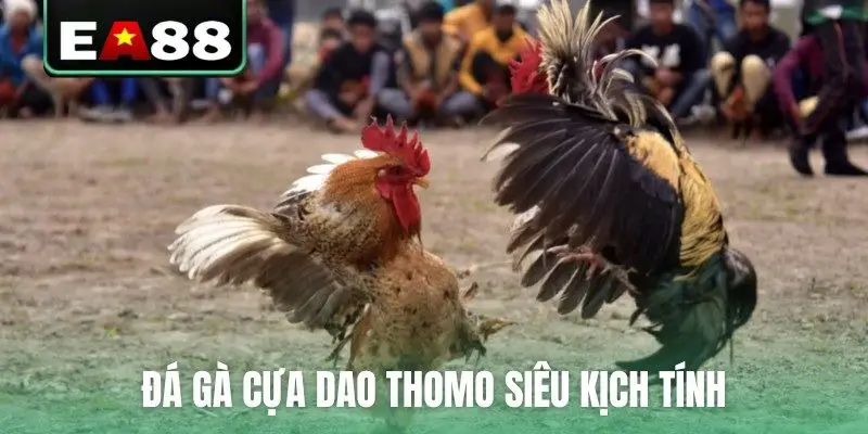 Đá gà cựa dao Thomo siêu kịch tính