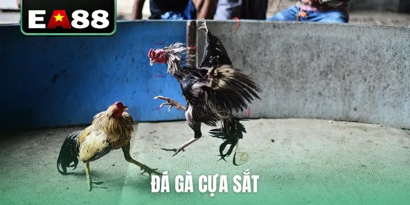 đá gà cựa sắt