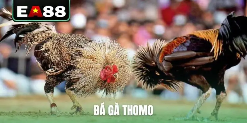 Đá gà Thomo