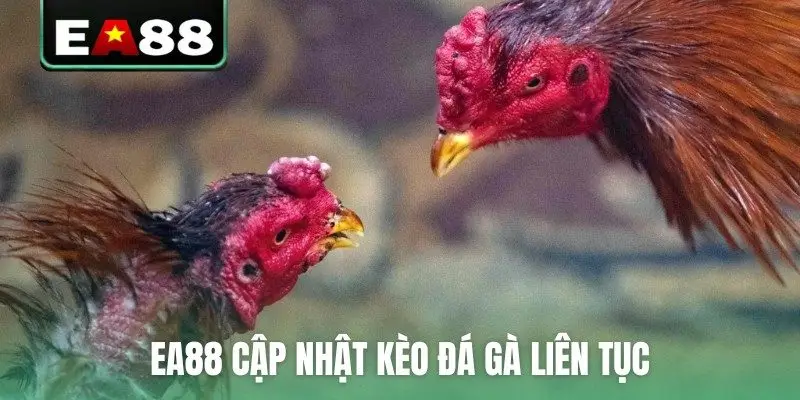 EA88 cập nhật kèo đá gà liên tục