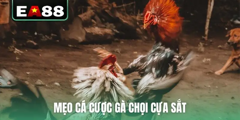 Mẹo cá cược gà chọi cựa sắt