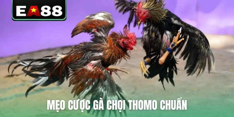 Mẹo cược gà chọi Thomo chuẩn