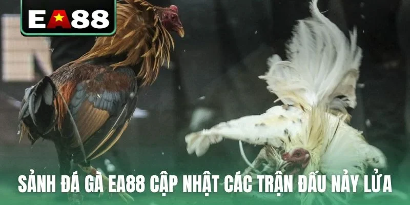 Sảnh đá gà EA88 cập nhật các trận đấu nảy lửa