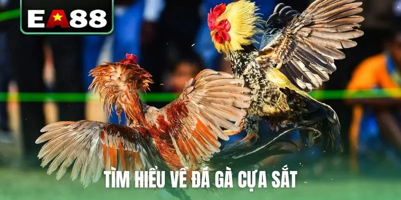 Tìm hiểu về đá gà cựa sắt