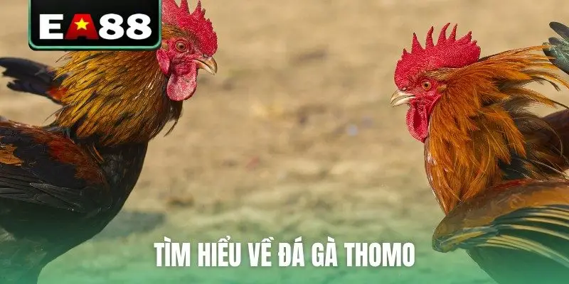 Tìm hiểu về đá gà Thomo